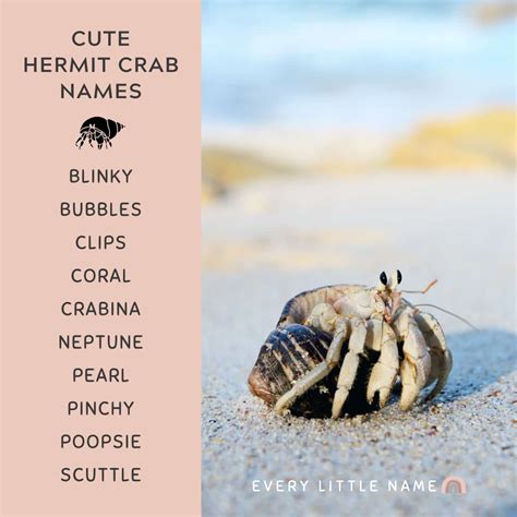 150+ Best Hermit Crab Names (Cute, Funny, and Cool Ideas) - Every ...