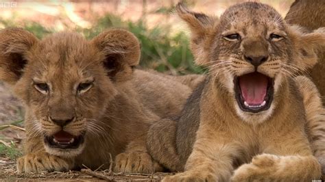 Cute Lion Cubs Only 6 Weeks Old! - This Wild Life - BBC - YouTube