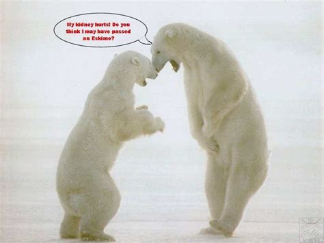 Save The Polar Bears Quotes. QuotesGram