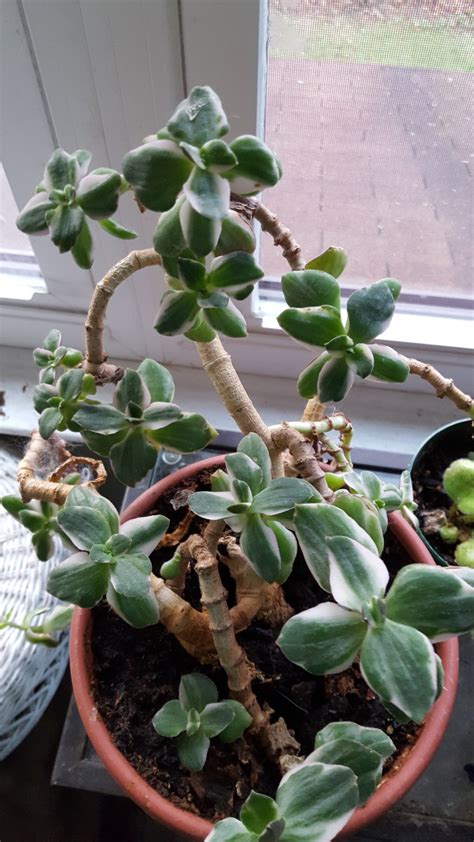 How to Grow a Jade Plant - Dengarden