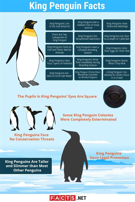 Top 20 King Penguin Facts - Habitat, Diet, Breeding & More | Facts.net