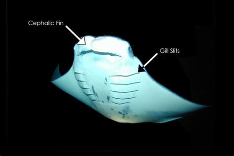 The Anatomy of Manta Rays - Manta Ray Advocates Hawaii