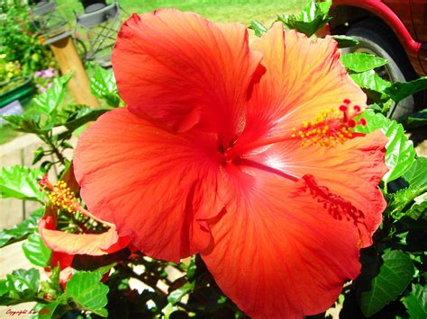 Gardening Granny's Gardening Pages: Chinese Hibiscus, Rosea sinesis