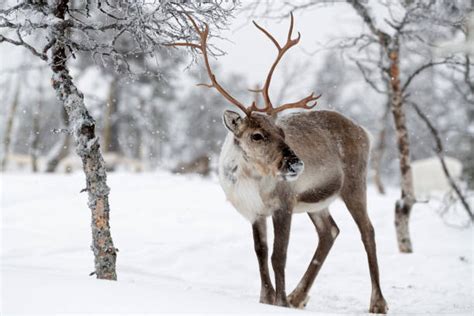 Reindeer Stock Photos, Pictures & Royalty-Free Images - iStock