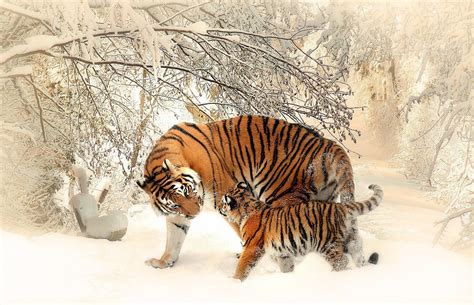 10 Most Beautiful Animals in the World - A List of Rare and Majestic ...