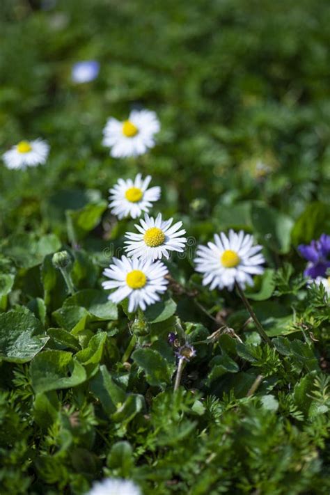 Daisy flower in garden 6 stock image. Image of bright - 215251247