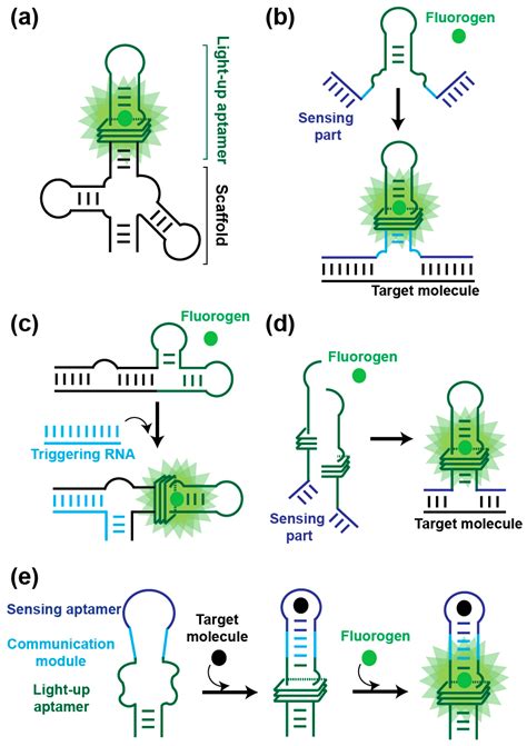 IJMS | Free Full-Text | Light-Up RNA Aptamers and Their Cognate ...