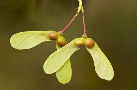 Seed Dispersal - How Do Plants Spread Their Seeds? - Jake's Nature Blog