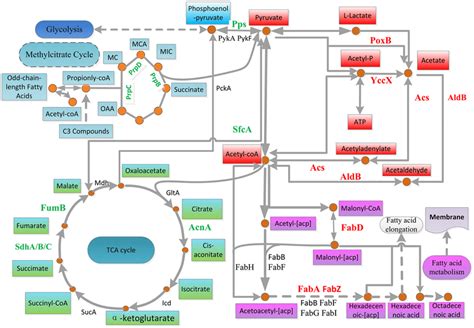 How Do Enzymes Work?