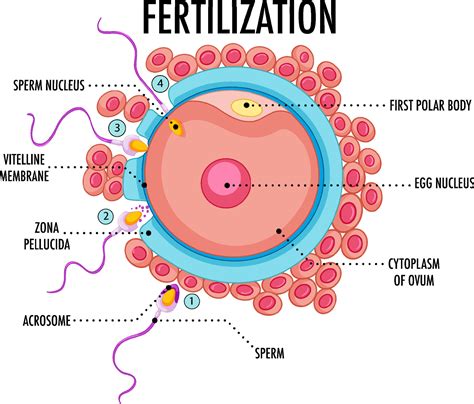 Diagram showing fertilization in human 7106068 Vector Art at Vecteezy