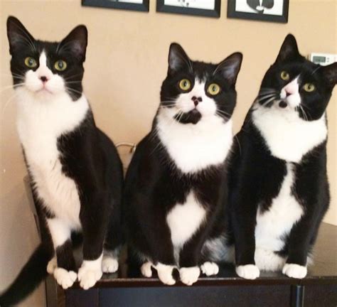 Three black and white tuxedo cats Little Kittens, Cute Cats And Kittens ...