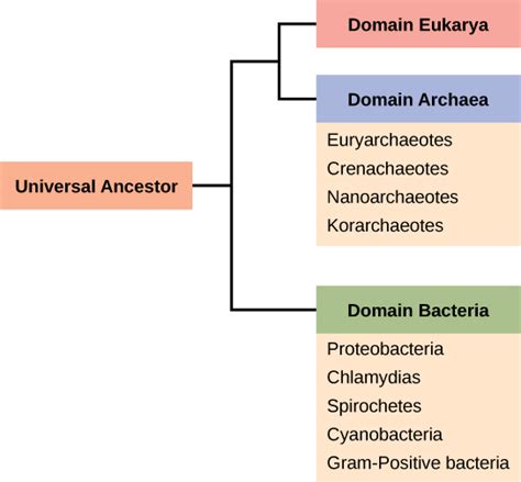 Archaea vs. Bacteria | Biology for Majors II