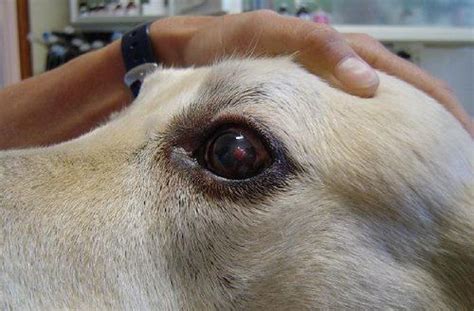 Dog Eye Ulcers | Corneal Ulcers in Dogs - Symptoms and Treatment