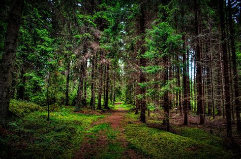 pine, Path, Forest, Tree Wallpapers HD / Desktop and Mobile Backgrounds