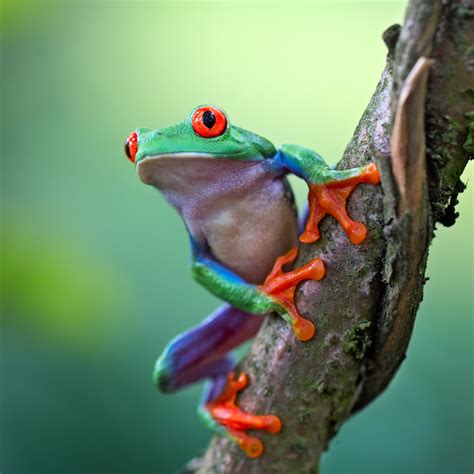 Red-Eyed Tree Frog | Rainforest Animals