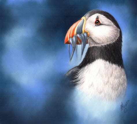 PUFFIN - NATURAL HISTORY COLOURED PENCIL DRAWING :: ONLINE COURSE