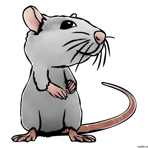 Rat Line Drawing at PaintingValley.com | Explore collection of Rat Line ...