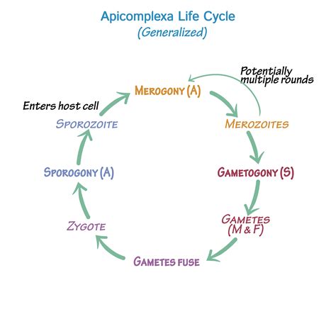 Immunology/Microbiology Glossary: Protozoa - Apicomplexa Life Cycle ...