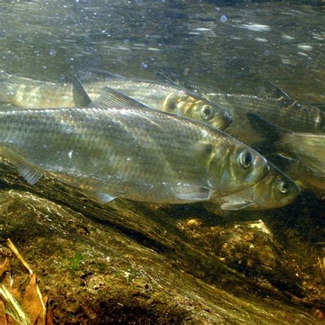 Species Spotlight: Alewife — Back to the Bays