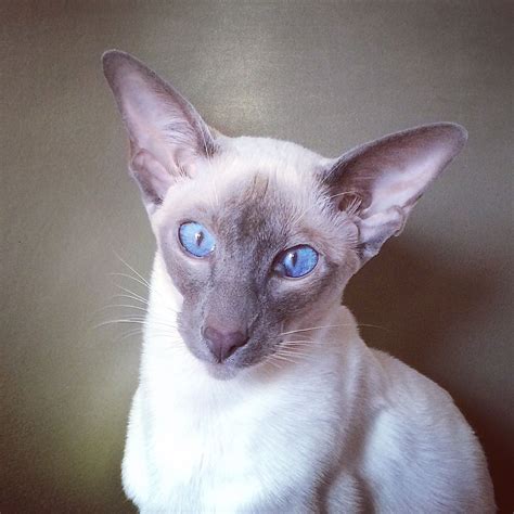 Lilac point wedge head Siamese kitten. | Siamese cats, Oriental ...