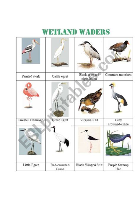 Wetland Animals Names