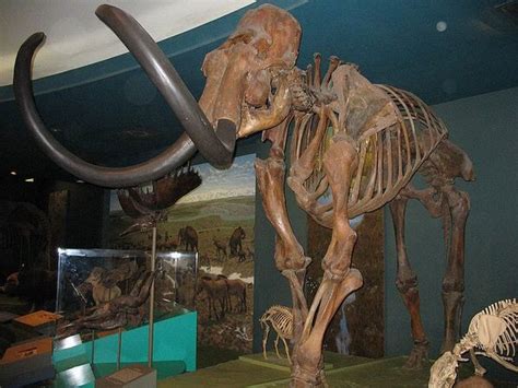 Wooly Mammoth Museum of Natural History | Smithsonian museum ...