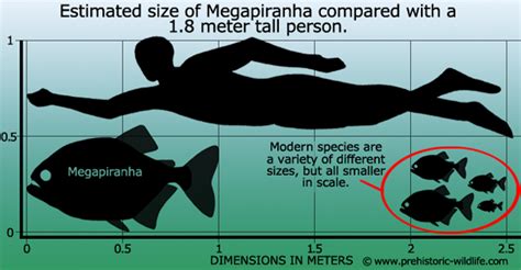 Megapiranha | Prehistoric Life Wiki | FANDOM powered by Wikia