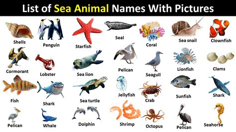 List of Sea Animals With Pictures - Vocabulary Point