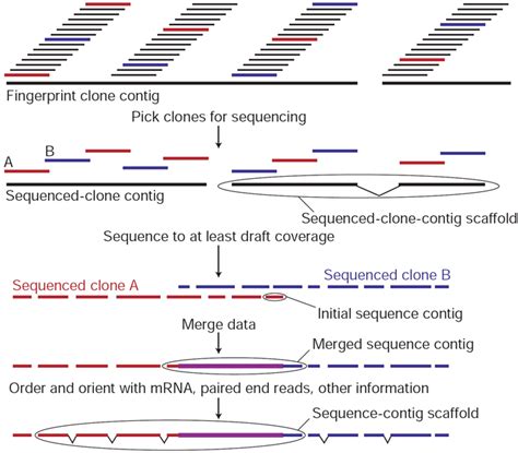 Levels of clone and sequence coverage | Learn Science at Scitable