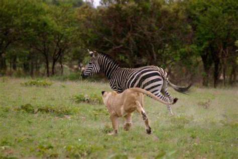 Lion hunting Zebra stock image. Image of predator, feline - 5269669