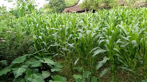 Kebun jagung, - YouTube