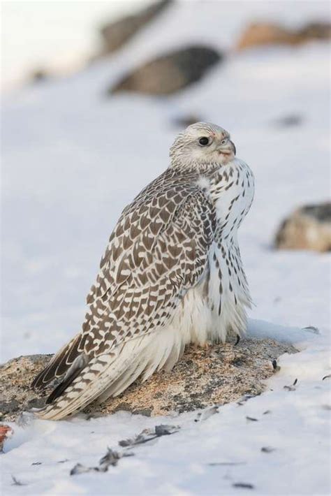 Gyrfalcon (Falco rusticolus) in Explore Raptors: Facts, habitat, diet ...