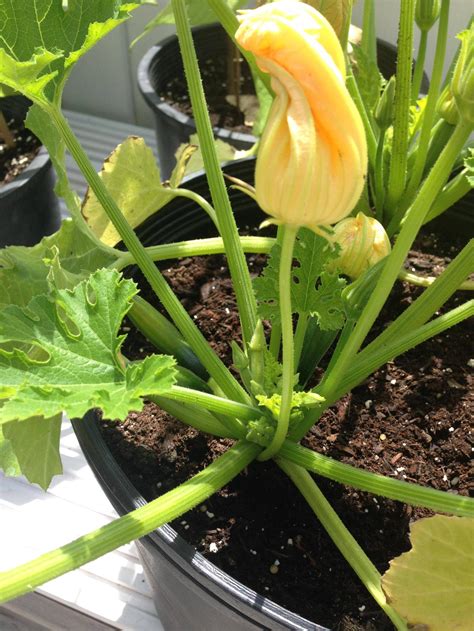 diagnosis - Why are my zucchini flowers closed? - Gardening ...