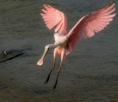 Roseate Spoonbills in South Carolina — The Naturalist's Notebook