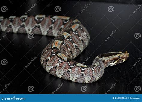 Rhinoceros Viper (Bitis Nasicornis) Stock Image - Image of jack, venom ...