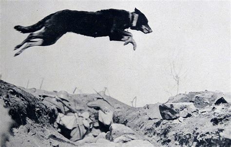 30 Surreal Historical Photos Of Military Animals In Action