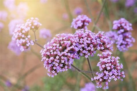 Butterflies Pollination Explained - What Flowers do They Like?