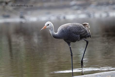 Hakodate Birding: Hooded Crane