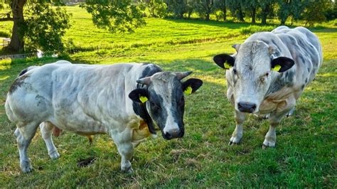 Belgian Blue Bull Meat