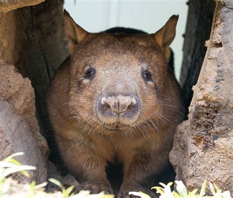 10 Awesome Wombat Facts