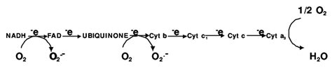 Sites of superoxide radical formation in mitochondrial electron ...