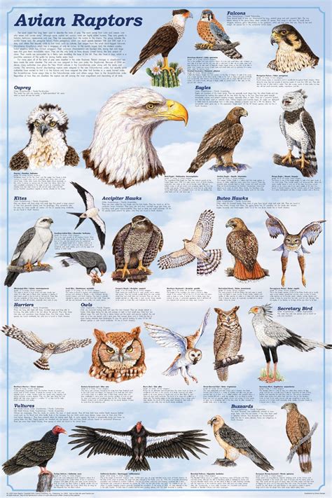 types of raptors - Google Search | Aves de rapiña, Carteles de animales ...