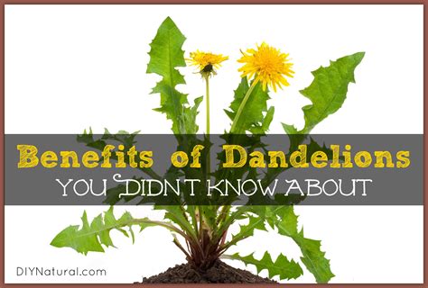 Dandelion Benefits - Greens, Roots, and Dandelion Tea