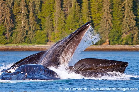 Humpback Whales Bubble Feeding 106 Photo, Picture, Print | Cornforth Images