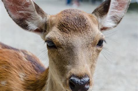 Deer eyes close up — Stock Photo © ScarTech #91851756