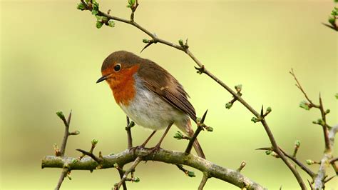 Download Bird Animal Robin HD Wallpaper