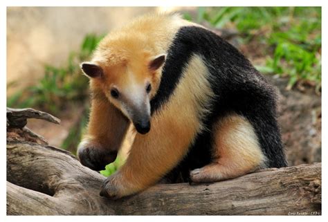 The tamandua uses it's tail for an extra hand - and also for a pillow ...