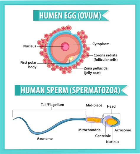 Página 8 | Imágenes de Celula Nerviosa - Descarga gratuita en Freepik