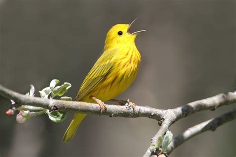 Green Limbs and Singing Birds - CityofAgapeCityofAgape