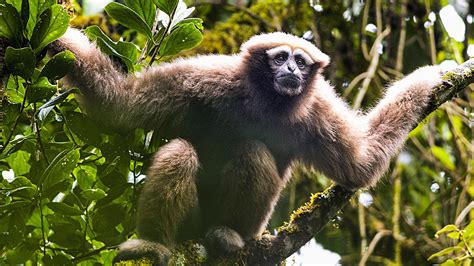 Scientists Name New Gibbon Species ‘Skywalker’ | Bear Essential News